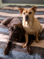 Pups